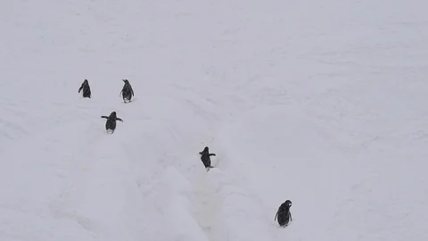 Gentoo Penguins on the beach Stock Footage 90522402