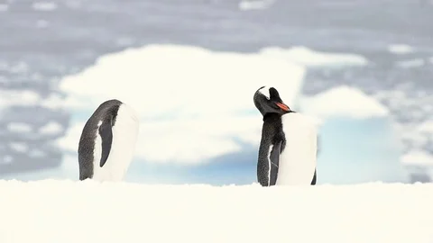 Gentoo Penguins on the beach Stock Footage 90530822