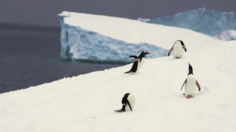 Gentoo Penguins on the beach Stock Footage 90531810