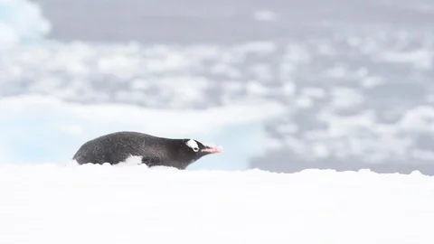 Gentoo Penguins on the beach Stock Footage 90533078