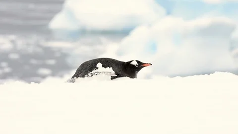 Gentoo Penguins on the beach Stock Footage 90533355