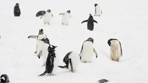 Gentoo Penguins on the beach Stock Footage 90608726