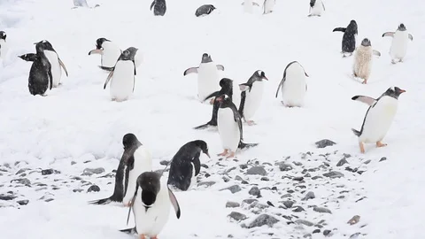 Gentoo Penguins on the beach Stock Footage 90642775