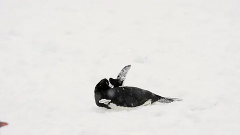 Gentoo Penguins on the beach Stock Footage 90644688