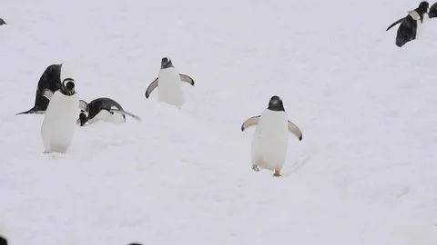 Gentoo Penguins on the beach Stock Footage 90648763