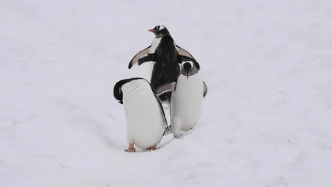 Gentoo Penguins on the beach Stock Footage 90660972