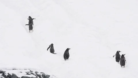 Gentoo Penguins on the beach Stock Footage 90667638