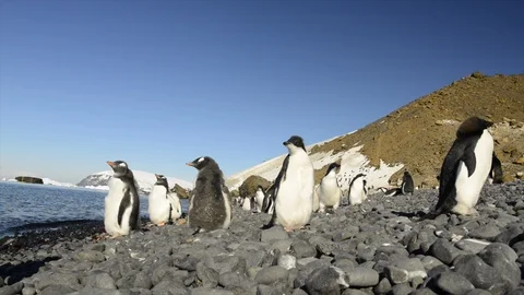 Gentoo Penguins on the beach Stock Footage 94690643