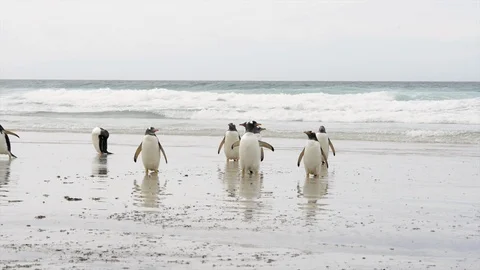 Gentoo Penguins on the beach Stock Footage 94825615