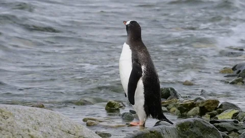 Gentoo Penguins on the beach Stock Footage 94829875