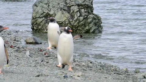 Gentoo Penguins on the beach Stock Footage 100379746