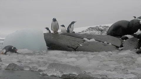 Gentoo Penguins on the beach Stock Footage 100406255