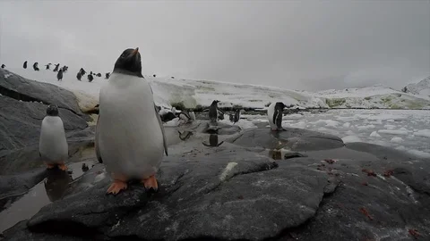 Gentoo Penguins on the beach Stock Footage 100406434