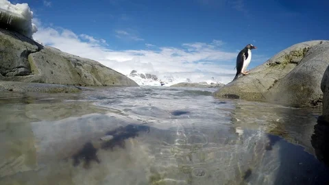 Gentoo Penguins on the beach Stock Footage 100406541