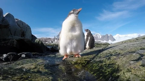 Gentoo Penguins on the beach Stock Footage 100406717