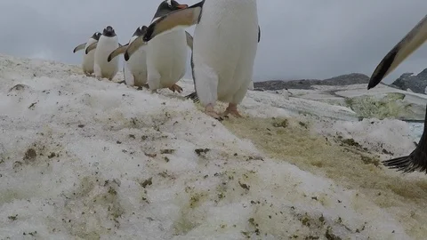 Gentoo Penguins on the beach Stock Footage 100412567