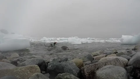 Gentoo Penguins on the beach Stock Footage 100413055