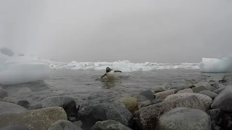 Gentoo Penguins on the beach Stock Footage 101050119