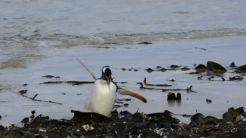 Gentoo Penguins on the beach Stock Footage 107681741