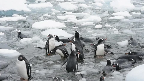 Gentoo Penguins on the beach Stock Footage 107683017