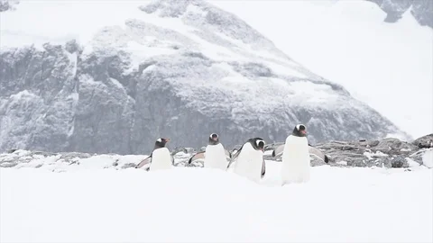 Gentoo Penguins on the beach Stock Footage 107701357
