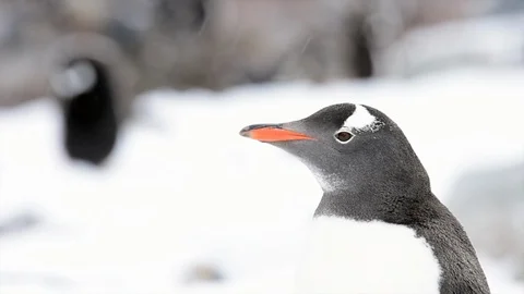 Gentoo Penguins on the beach Stock Footage 107701473