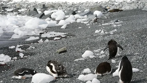 Gentoo Penguins on the beach Stock Footage 107701779