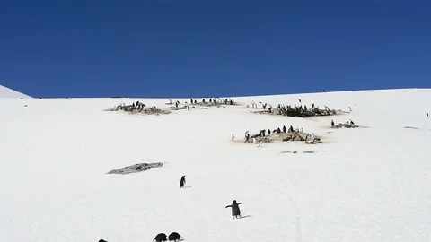 Gentoo Penguins on the beach Stock Footage 107811130
