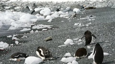 Gentoo Penguins on the beach Stock Footage 107835810