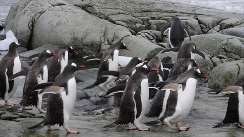 Gentoo Penguins on the beach Stock Footage 146468017