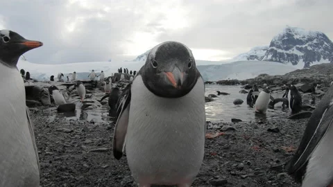 Gentoo Penguins on the beach Stock Footage 147326649