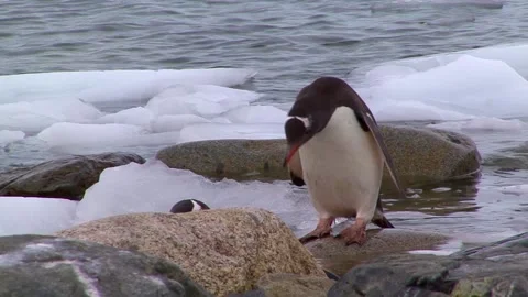 Gentoo Penguins At The Beach Stock Footage 170358019