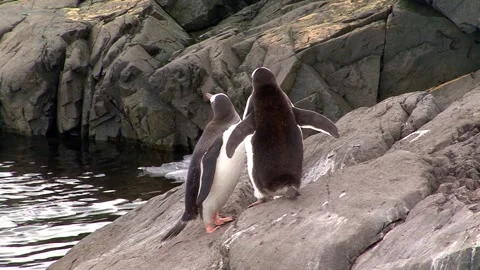 Gentoo Penguins At The Beach 库存影片 170358047