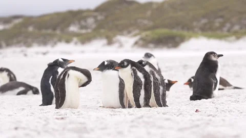 Gentoo Penguins on Beach Strong Windstorm Huddle Together Cinematic Stock Footage 277918209
