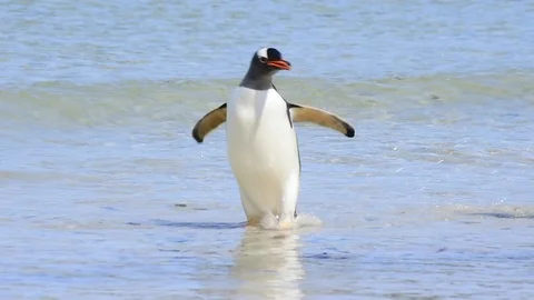 Gentoo Penguins on the bech Stock Footage 88279538
