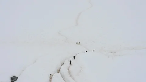 Gentoo Penguins on the bech Stock Footage 88380063