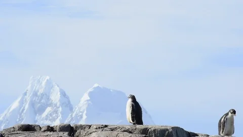 Gentoo Penguins on the bech Video stock 88383456