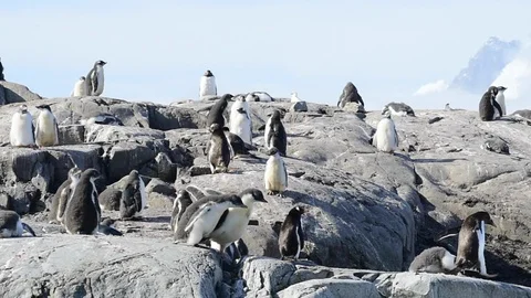 Gentoo Penguins on the bech Stock Footage 88384759