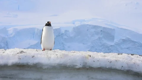 Gentoo Penguins on the bech Stock Footage 90313082