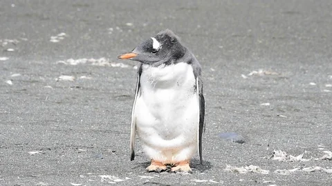 Gentoo Penguins on the bech Stock Footage 90315163