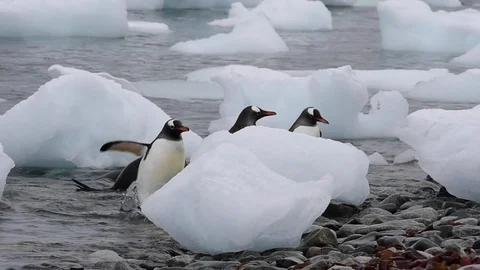 Gentoo Penguins on the bech Video stock 90526431