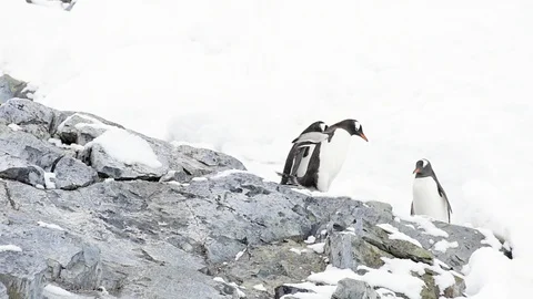 Gentoo Penguins on the bech Stock Footage 90530117