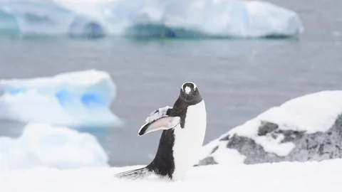 Gentoo Penguins on the bech Stock Footage 90532518
