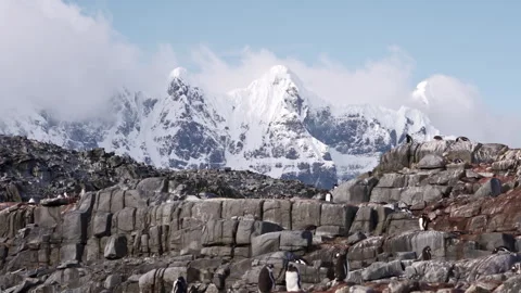 Gentoo penguins below snow covered mountains 库存影片 337949956