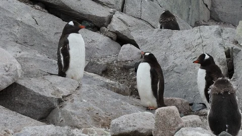 Gentoo Penguins in between rocks.  Stock Footage 104994378