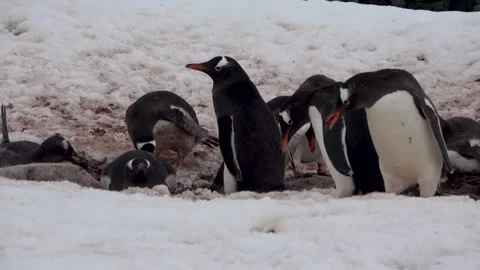 Gentoo penguins building nest nesting behavior Antarctica, 4K Stock Footage 332394292