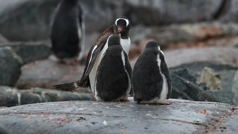 Gentoo Penguins Caring for Fluffy Chicks Telephoto Lens Shot 4k Video Stock Footage 338259378