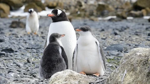 Gentoo Penguins with chick on the nest Stock Footage 87715411