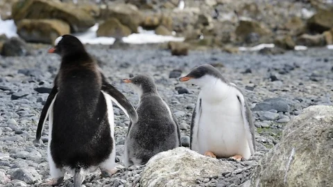 Gentoo Penguins with chick on the nest 스톡 동영상 87729564