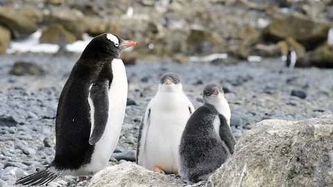 Gentoo Penguins with chick on the nest Stock Footage 87730029